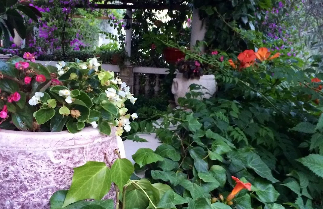 Guest House Maslina-1